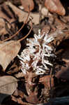 Allegheny spurge